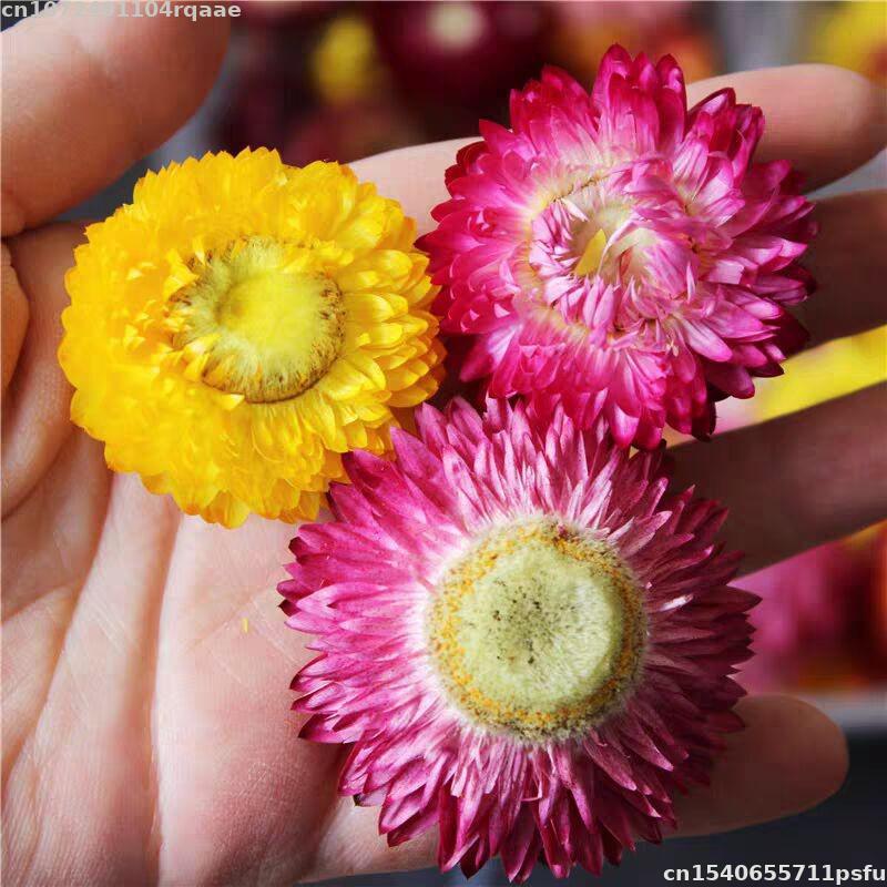 Candle Making Material Wholesale - 100% Bunga Kering Alami Bracteantha Bracteata