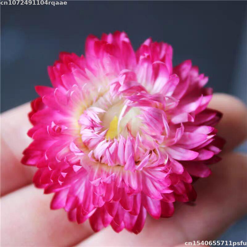100% Bunga Kering Alami Bracte - Candle Making Material Wholesale ulasan dan harga
