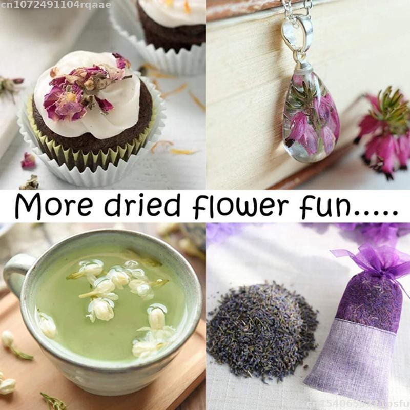 100% Bunga Kering Alami Bracte - Candle Making Material Wholesale ulasan dan harga